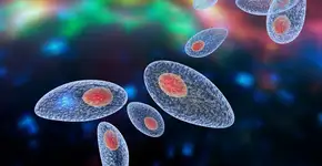 Toxoplasmose: Conheça os sintomas e como evitar a infecção