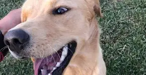 Detentos cuidam de cães abandonados em projeto de ressocialização