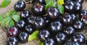 Fruta brasileira é eleita a segunda melhor do mundo