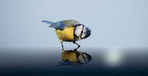 Foto: (Imagem sem texto alternativo disponivel ID [1829007])