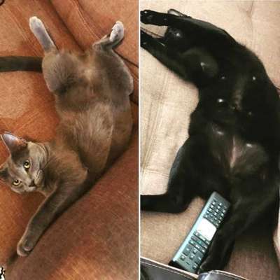 Veja alguns dos cães e gatos que já estão participando do #MostreABarriguinha!