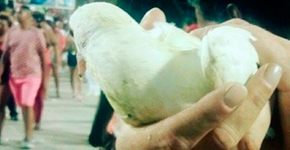 Foto: (Imagem sem texto alternativo disponivel ID [1026071])