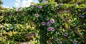 Foto: (Imagem sem texto alternativo disponivel ID [2788848])