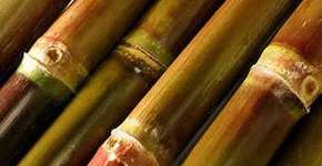 Foto: (Imagem sem texto alternativo disponivel ID [469401])