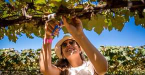 Vinícola em São Roque comemora chegada da vindima com passeios e festa