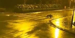 Foto: (Imagem sem texto alternativo disponivel ID [818917])