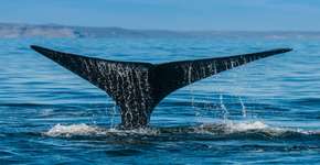Após 30 anos, Japão retoma caça de baleias para fins comerciais