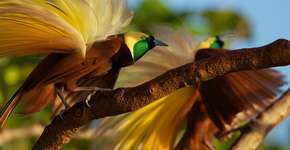 Foto: (Imagem sem texto alternativo disponivel ID [476205])