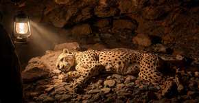 Em uma caverna próxima a Arar, no norte da Arábia Saudita, pesquisadores localizaram exemplares íntegros de guepardos mumificados de forma natural, e a comunidade científica segue impressionada com a preservação “impossível” desses mamíferos em tal ambiente