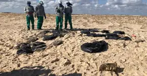 Pelo menos 900 toneladas de óleo são retiradas de praias no NE
