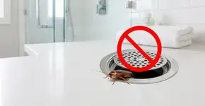 Baratas nos ralos? O truque para eliminá-las sem produtos químicos