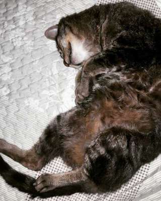 Veja alguns dos cães e gatos que já estão participando do #MostreABarriguinha!