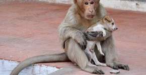 Foto: (Imagem sem texto alternativo disponivel ID [1022591])