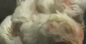 Foto: (Imagem sem texto alternativo disponivel ID [1351546])