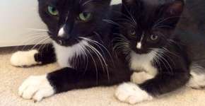 Vai adotar um gato? Descubra o perfil ideal para você