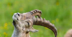 VÍDEO: 9 motivos pelos quais capricórnio é o melhor signo