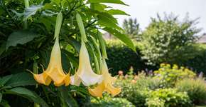 Especialistas dizem que você não deve plantar estas flores no seu jardim