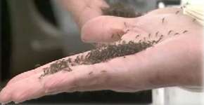 Conhece o Aedes do Bem? Reduz em 80% larvas do mosquito da dengue