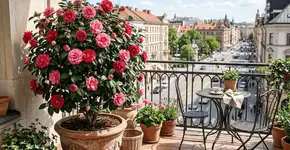 A árvore que pode ser cultivada em vaso e que cativa os jardineiros com suas flores coloridas