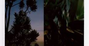 Fotógrafos usam Polaroids do Apartheid  para retratar a natureza da África do Sul