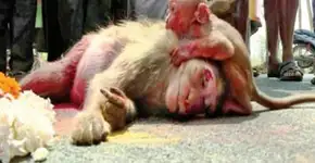 Foto: (© Times of India)