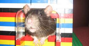 Foto: (Imagem sem texto alternativo disponivel ID [644532])