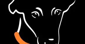 Projeto resgata cachorros doentes das ruas de São José dos Campos