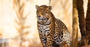 Foto: (Imagem sem texto alternativo disponivel ID [2630395])