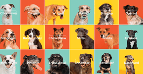 Marca usa nomes errados de raças em ação para adoção de cachorros