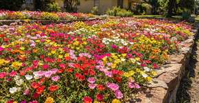 A planta rasteira ideal para o seu canteiro: cobre o solo rapidamente e floresce com flores coloridas durante quase toda a primavera e o verão