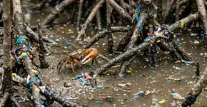 Um estudo publicado em 17 de dezembro de 2025 sobre manguezais no Caribe colombiano revela que pequenos caranguejos medindo apenas 1,2 polegada podem acumular até 13 vezes mais microplásticos que a lama e converter alguns deles em nanoplásticos