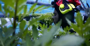 Horta no fundo do mar abriga frutas e verduras