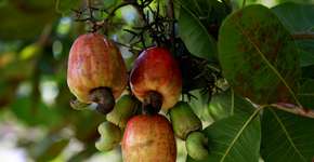 O poder da folha do cajueiro: para que serve e quando evitar?