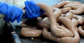 Foto: (Imagem sem texto alternativo disponivel ID [1862559])