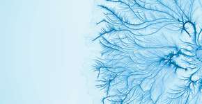 Foto: (Imagem sem texto alternativo disponivel ID [500455])