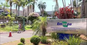 Foto: (Divulgação/Embrapa)