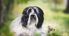 Foto: (Imagem sem texto alternativo disponivel ID [2609778])