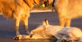 Ação dá exames gratuitos a cão doador de sangue