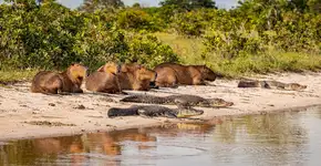 Foto: (Imagem sem texto alternativo disponivel ID [2735093])