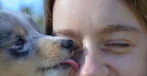 Em caso raro, homem morre após ser lambido por cachorro