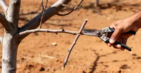 Foto: (Imagem sem texto alternativo disponivel ID [2669703])