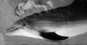 Fotos registram adeptos do método de parto e criação na água