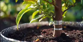 Tiras de alumínio no tronco impedem que lesmas e roedores ataquem seu limoeiro