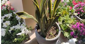 Foto: (Imagem sem texto alternativo disponivel ID [2726741])