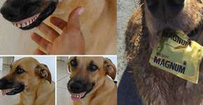 10 vezes em que os animais presentearam seus donos com surpresas