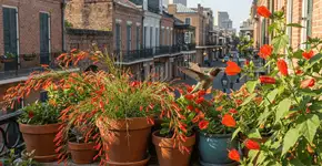 Foto: (Imagem sem texto alternativo disponivel ID [2761471])