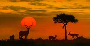 Foto: (Byelikova_Oksana/iStock)