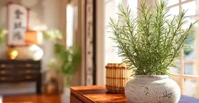 Onde colocar um pé de alecrim para atrair prosperidade para sua casa, segundo o Feng Shui