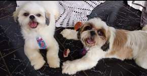 Cachorro é morto a tijolada após discussão entre vizinhos em SP