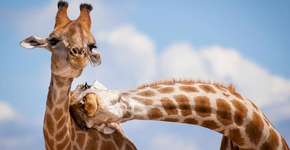 Foto: (Imagem sem texto alternativo disponivel ID [710937])